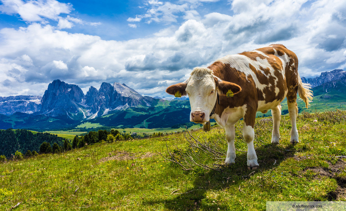 Chalets auf der Seiser Alm - Selected-Chalets Südtirol