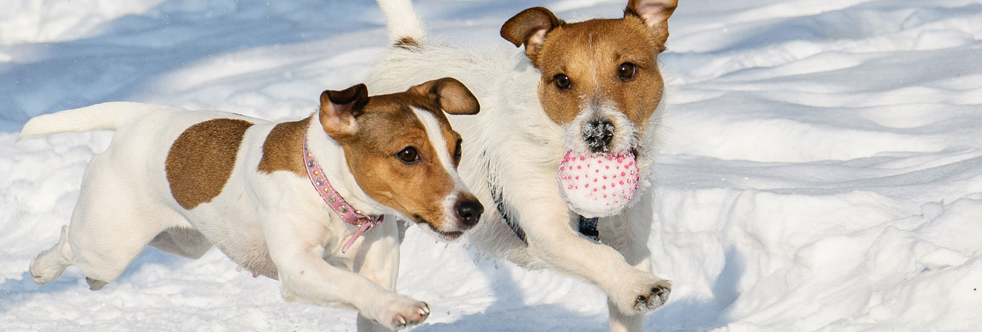 Winterspass für Hunde